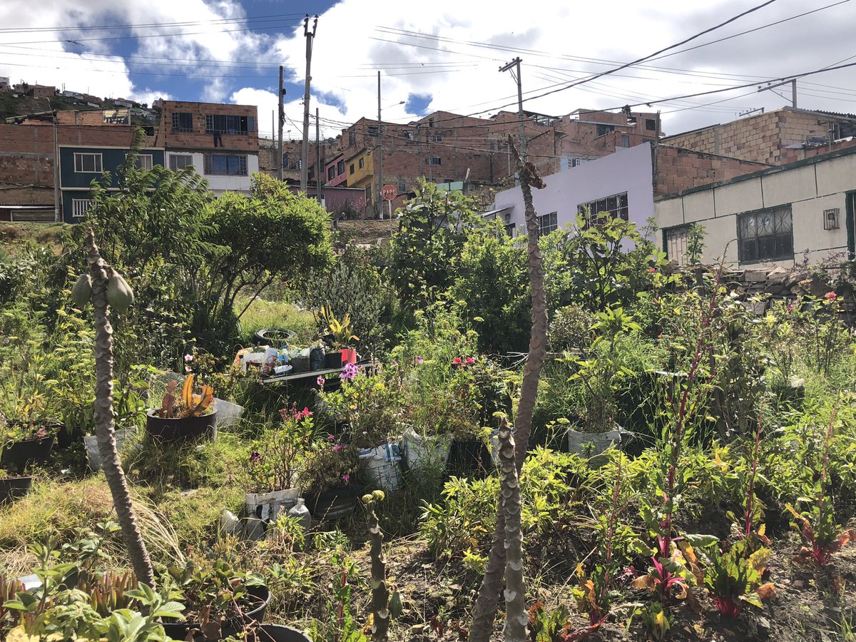 AngelicaLozanoC's tweet photo. Tarde maravillosa en Ciudad Bolívar con Alejandra Forero, joven profesora que está terminando su carrera en la Javeriana y es la #86 a la JAL de su localidad.

Alucinante la huerta de la señora Mariela, 1030 metros de pura vida. 14 años cultivándola en lote que botaban escombros https://t.co/LrHzq7kXrw