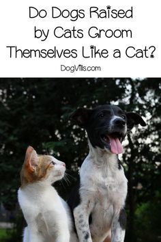 FeliniRocks's tweet image. Will a dog raised by cats grow up to groom itself just like a cat? Find out the answer to this strange yet fascinating question about dog behavior! #doghelp #dogbehavior #dogbehaviorproblems ift.tt/31ABLNg