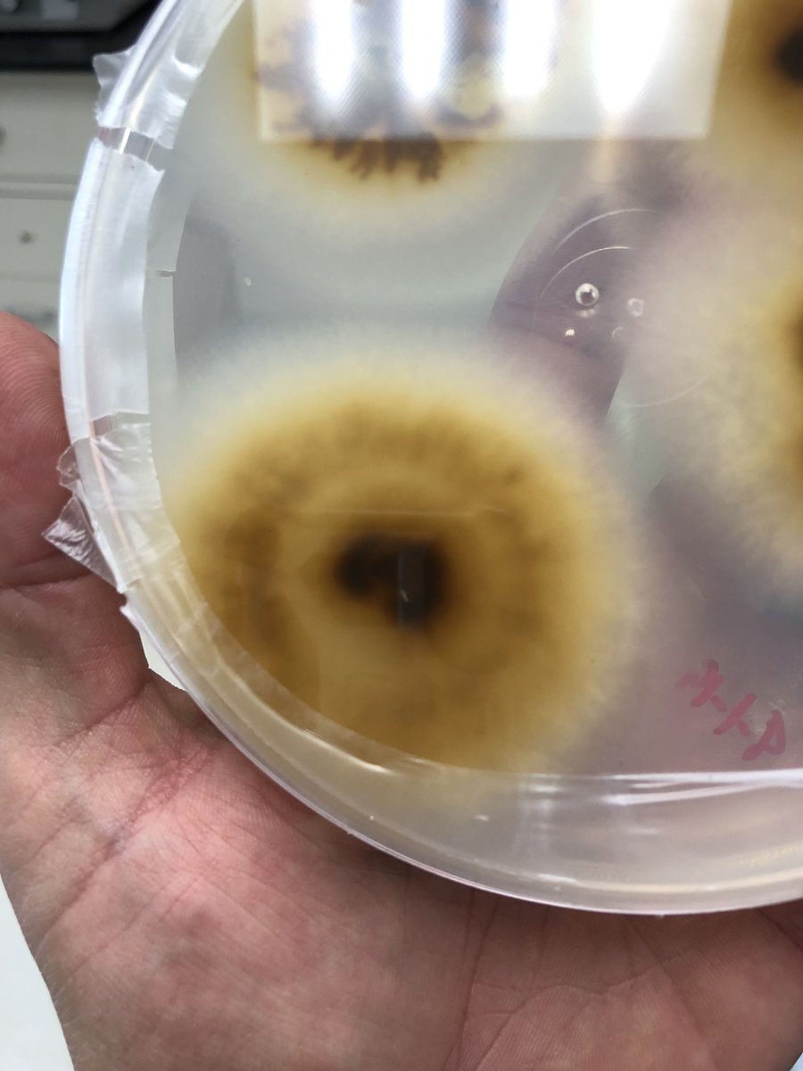 thebuffsciguy's tweet image. Culturing plant pathogens in the lab this week #planpathology #scienceinthelab #isolation #colletotrichum