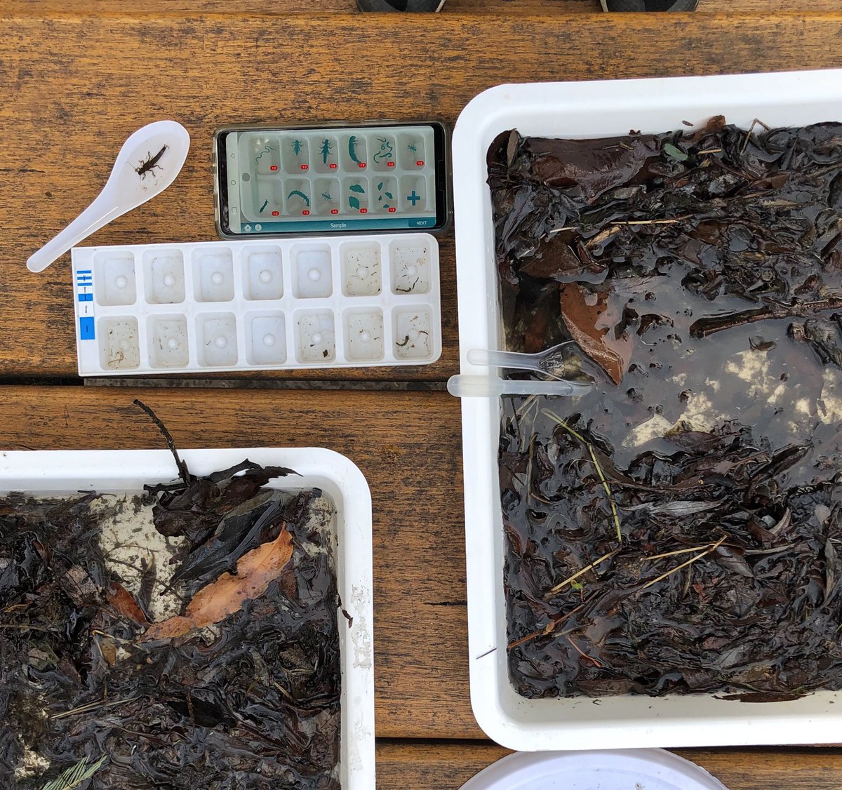 tmonsw's tweet photo. It’s National Science Week!
Add a citizen science component to your #takemeoutsidensw project.
The National Waterbug Blitz looks at waterway health! Go to
https://t.co/iSn80GNWQr
@waterbugblitz
#takemeoutsidensw #aaeensw #citizenscience #nationalscienceweek2019 https://t.co/DsUE5YIfJR