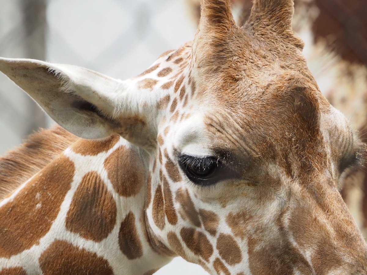 たーこ Pa Twitter ライオンキングに出ている動物 その１ キリン 昨年来園した仔キリンのアイちゃん 長いまつ毛がギッシリ 羨ましい限り 運動場デビューが待ち遠しい 八木山動物園 キリン アミメキリン