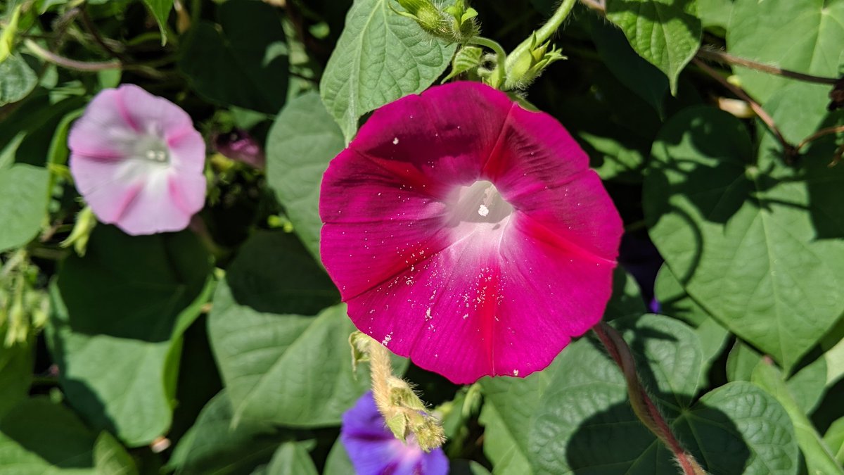1MillionTulips's tweet photo. One Million Tulips. Morning Glory #Guelph #TeamPixel #GoogleMaps #Pixel3 #GoogleLocalGuides #OurNature #LetsGuide #MorningGlory #FloralSummer https://t.co/FpQDN7RWRA