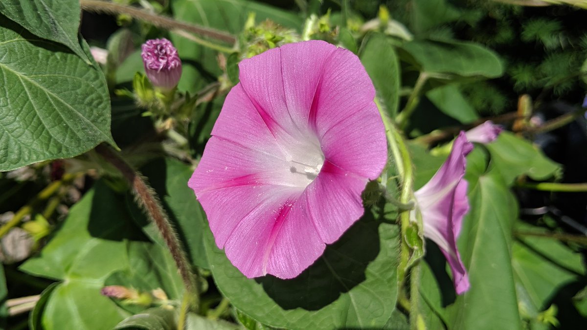 1MillionTulips's tweet photo. One Million Tulips. Morning Glory #Guelph #TeamPixel #GoogleMaps #Pixel3 #GoogleLocalGuides #OurNature #LetsGuide #MorningGlory #FloralSummer https://t.co/FpQDN7RWRA