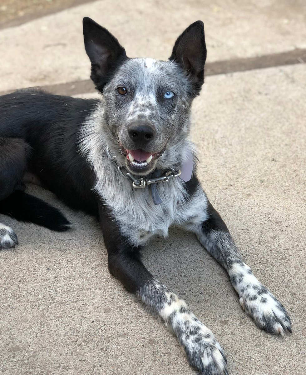 OzDogLover's tweet photo. And they're off and racing! The 2019 #CobberChallenge starts today and 11 #dogs from across #Australia are competing to win the title of Australia's hardest working dog. This national competition sees the dogs' movements tracked every day for three weeks. 
https://t.co/819cS5O4uY https://t.co/yHwj9VMrbj