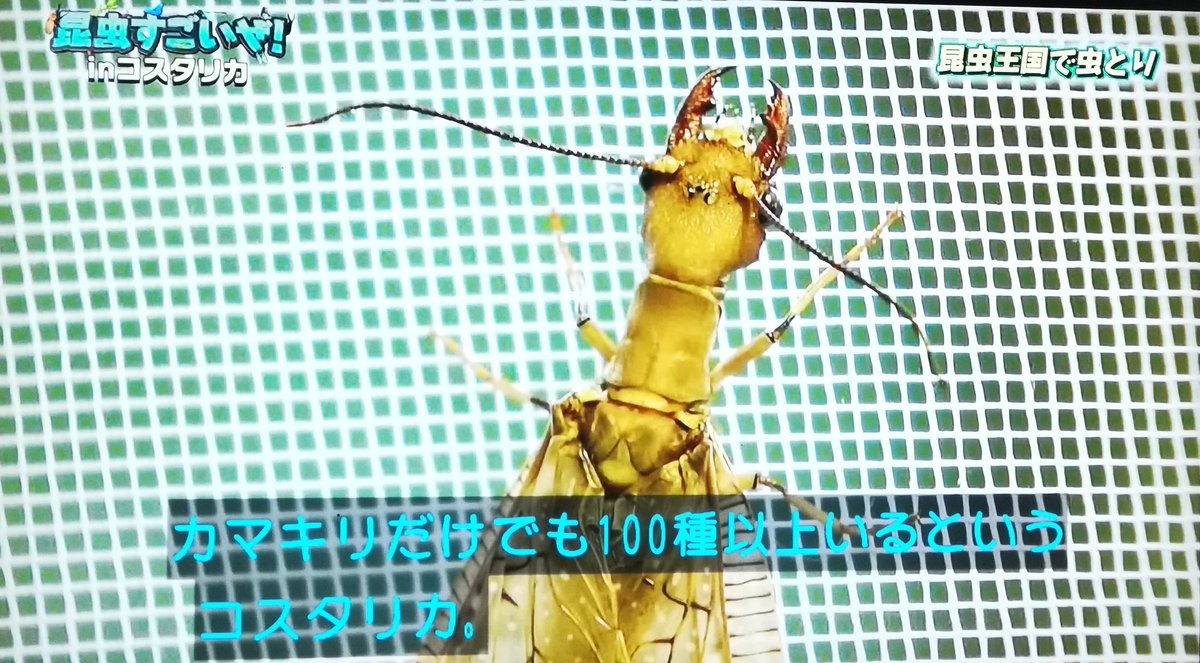 香川照之の 昆虫すごいぜ コスタリカ特別編 巨大アリや光り輝く甲虫など推し昆虫に次々遭遇しカマキリ先生大興奮 Togetter