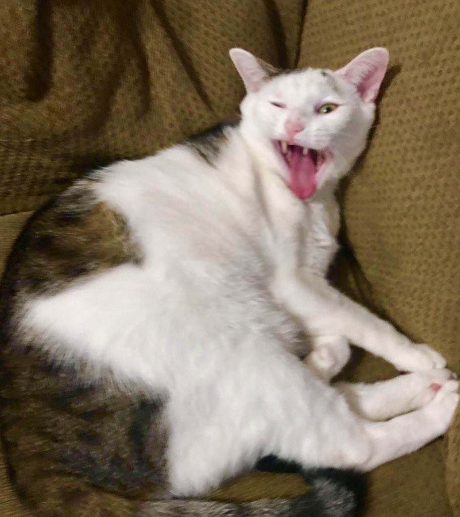 TubbyBTC's tweet photo. @CryptoBulld0g My cat 😂 https://t.co/3aCmpJIECC