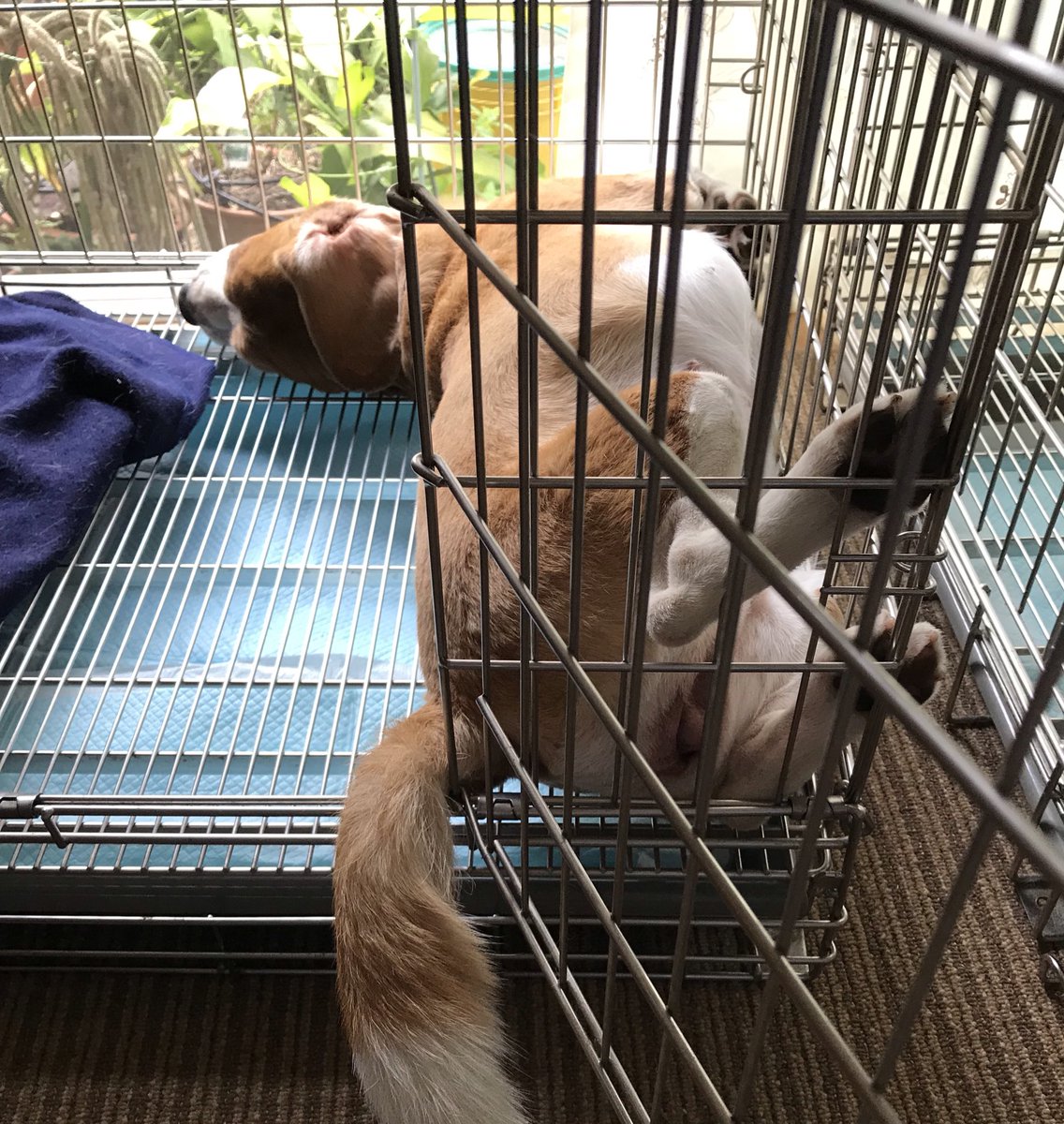 akko99842463's tweet photo. ใใใกใใใฎ็ๅคใฎๅฏๅงฟ
Yuzu seems relaxed in such a strange position. ๐
#strangeposition #beagles #snoopy #yuzu https://t.co/jyyosbwEL5