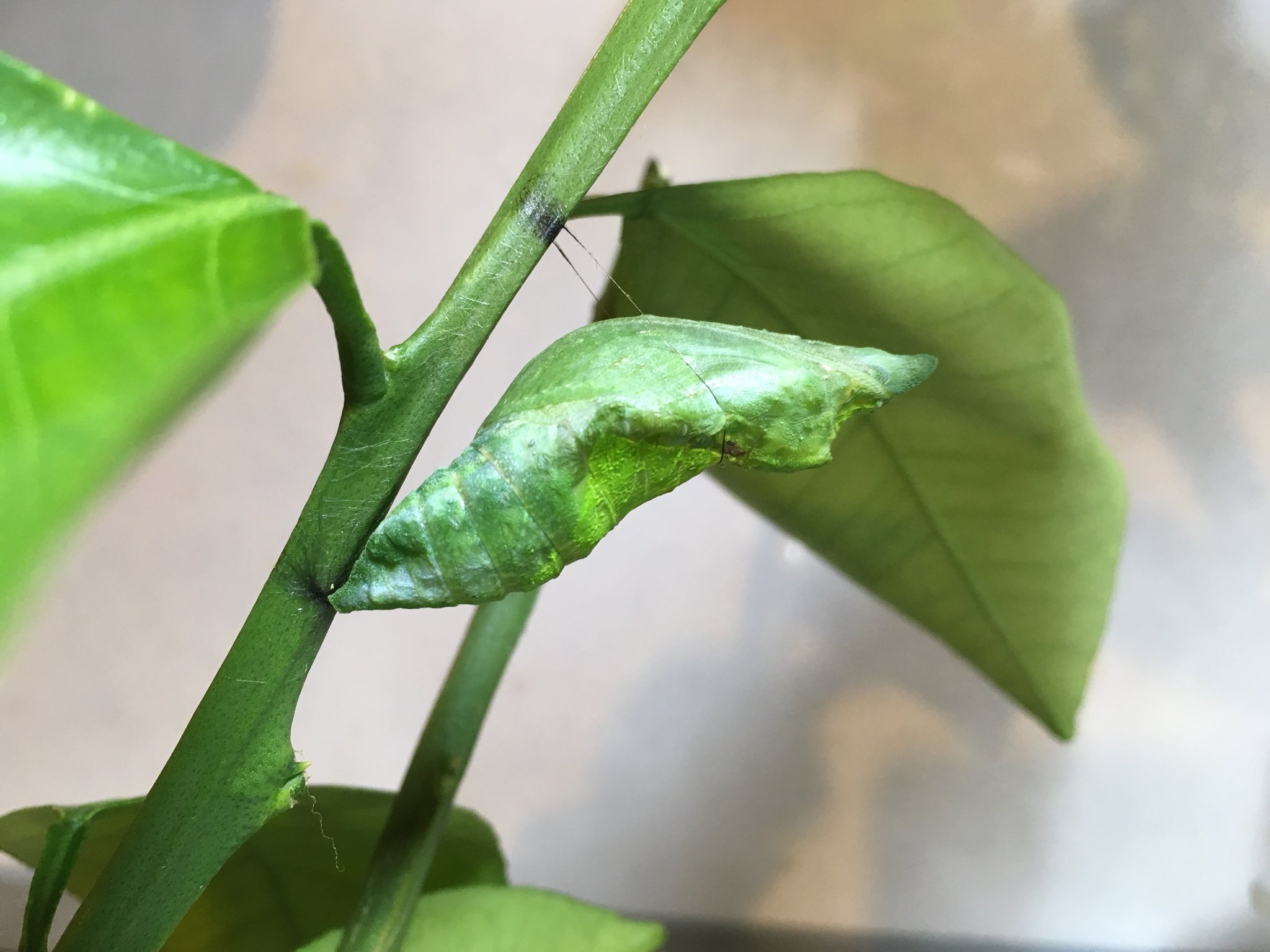 529 ナガサキアゲハの子が蛹化 すっごく立派な蛹 糸が黒いの ナガサキアゲハ アゲハ蝶 蛹化 T Co Xwrfut9gnf Twitter