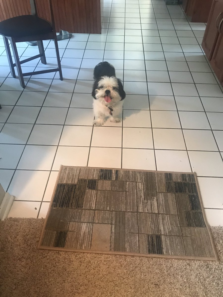 Meanwhile all of these assholes are hurting their dog. Heres murry, a 14 year old shi tzu that I dog sit for through rover who just sleeps and rolls on the floor. hes soo kute😭 <a href="/ThreeDailey/">Dustin Dailey</a> <a href="/MarlenaStell/">Marlena Stell</a> <a href="/itsNICKSNIDER/">Nick</a> <a href="/TeaSpillYT/">tea spill</a> <a href="/TeaByAli/">♓️ A L I 🔮</a>