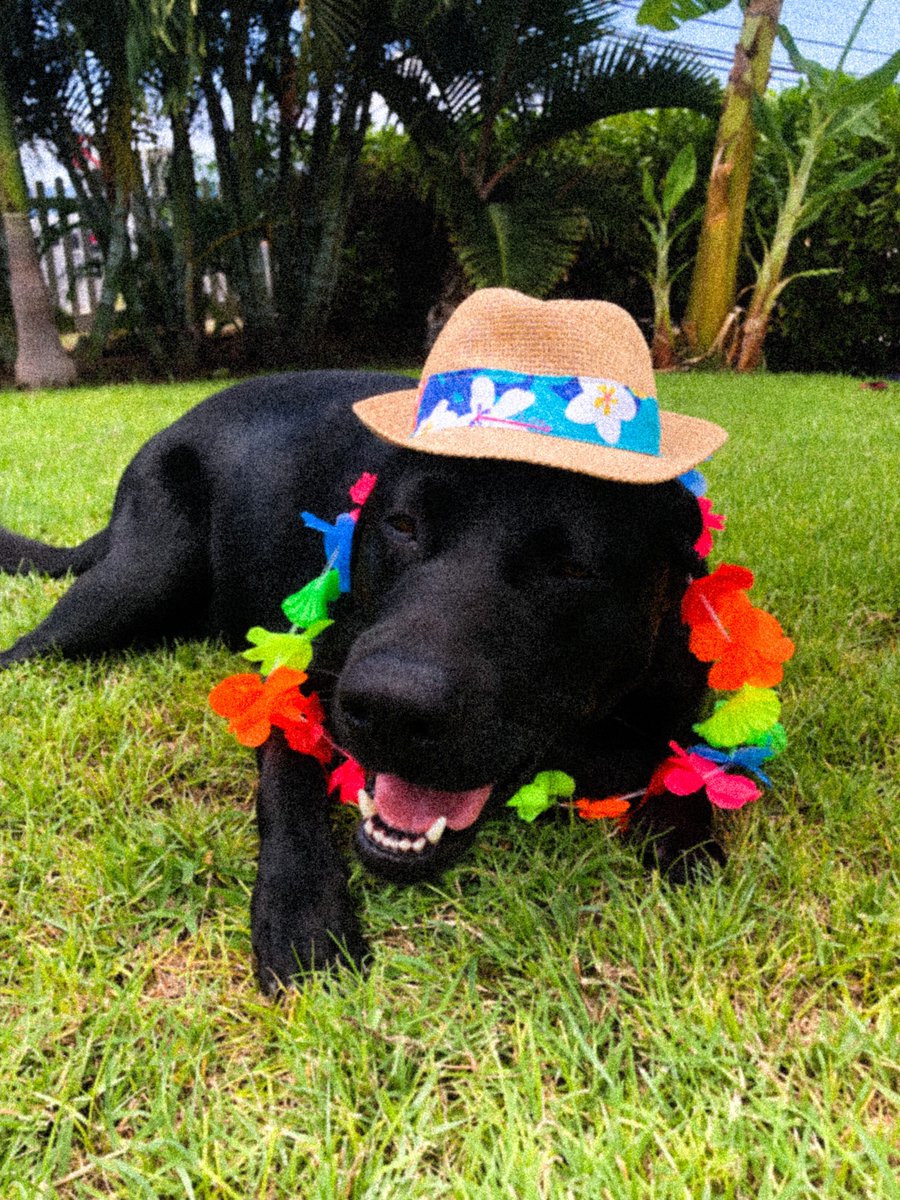 akonapet's tweet photo. Brody arrived on August 1 and has been enjoying the Hawaiian Life on Maui! E komo mai ..AkonaPet!! https://t.co/ggchlOIgPr