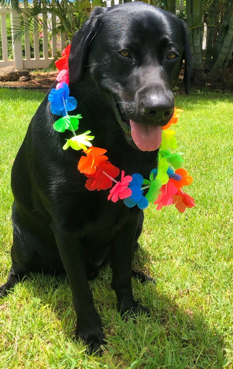 akonapet's tweet photo. Brody arrived on August 1 and has been enjoying the Hawaiian Life on Maui! E komo mai ..AkonaPet!! https://t.co/ggchlOIgPr