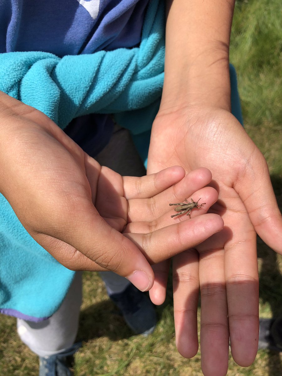 EcoTPPS's tweet photo. Having fun exploring our new outdoor space at recess #getoutside #kidsexploring #naturelover @TonyPontesPS https://t.co/PbcXbpFAUj
