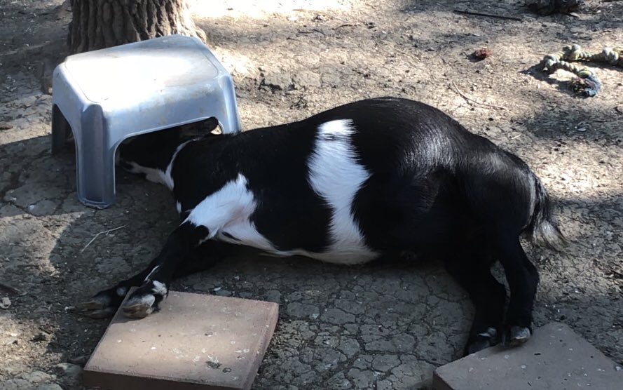 LadyLurid's tweet photo. With shady trees all over the yard 🌳🌳He rather do this 🐐 Gully being clever @EverythingGoats  #goat #giggle #goofygoat #goatmom #dwarfgoat #SundayFunday #goatlove https://t.co/bdLgHgnui3