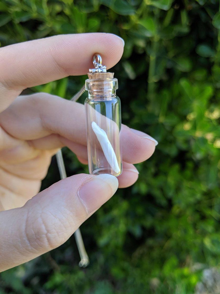 AspenWynd's tweet photo. Did someone say "vulture culture"? I have a new item in my secondary Etsy: real deer tooth pendants!
I only have 4 at the moment, so get 'em while you can!
https://t.co/4QVftj0e8I
#vultureculture #jewlery #realbone https://t.co/5KqDkk48S1