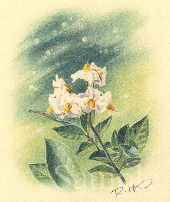 馬鈴薯の花のtwitterイラスト検索結果 馬鈴薯の花のtwitterイラスト検索結果