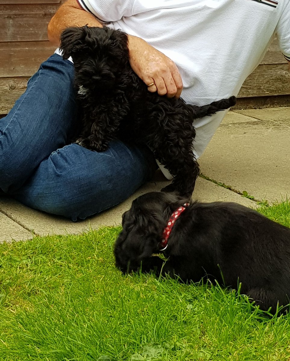 We have some pics from one of our recent puppy parties below. They had a great time meeting and socialising! Our puppy parties are held at our Felixstowe surgery every other Wednesday with Head Nurse Elaine, if you would like to attend our next one please call us on 01394 284554.