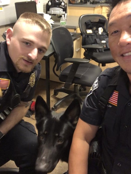 Unfortunately due to lack of owner information, this awesome K9 has been transported to the Otter Lake Animal Care Center in Hugo MN. Their business phone number is 651-426-8871.