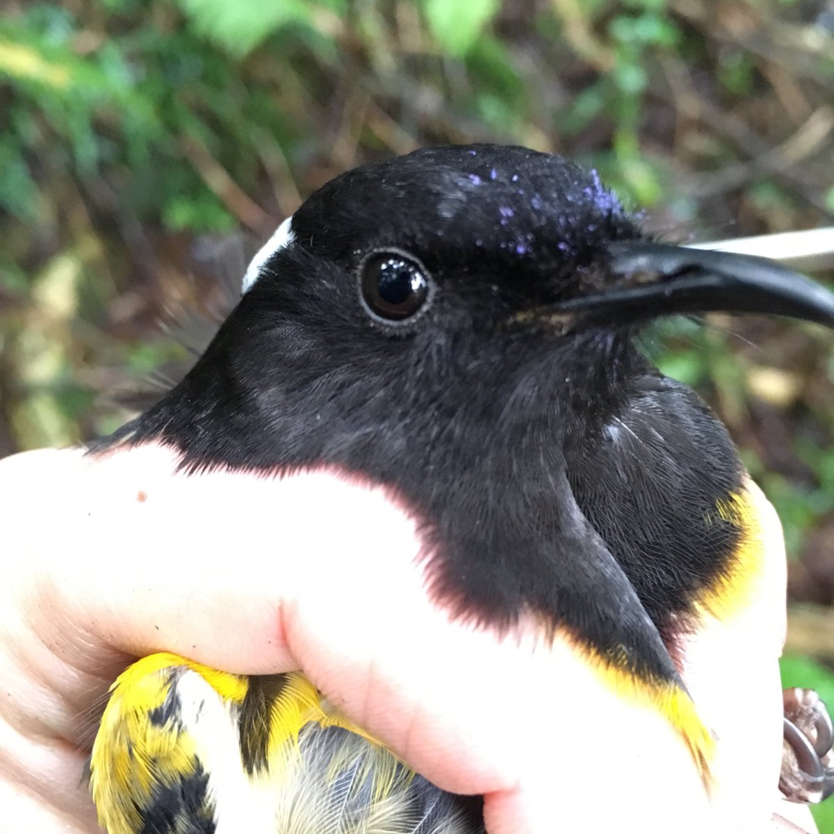 MhairiMcCready's tweet photo. #pollenface @Maungatautari1 #votehihi #birdoftheyear2019 https://t.co/RzYIMjVTow