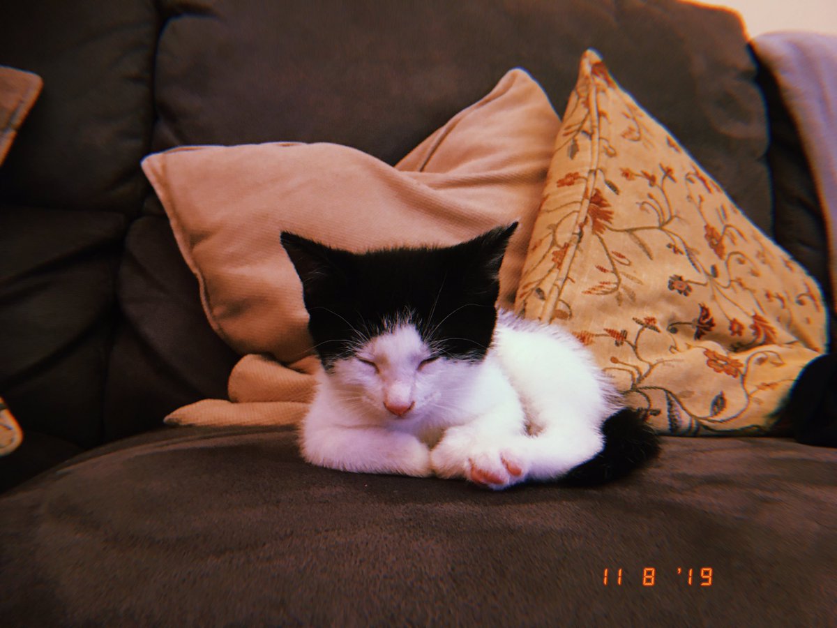 NancyMoodie's tweet photo. “Who need boys when when you have cats” @hannahfran_bird #kitten #BabyMia #happynancy #catsmakemehappy https://t.co/kX1S7DJuCV