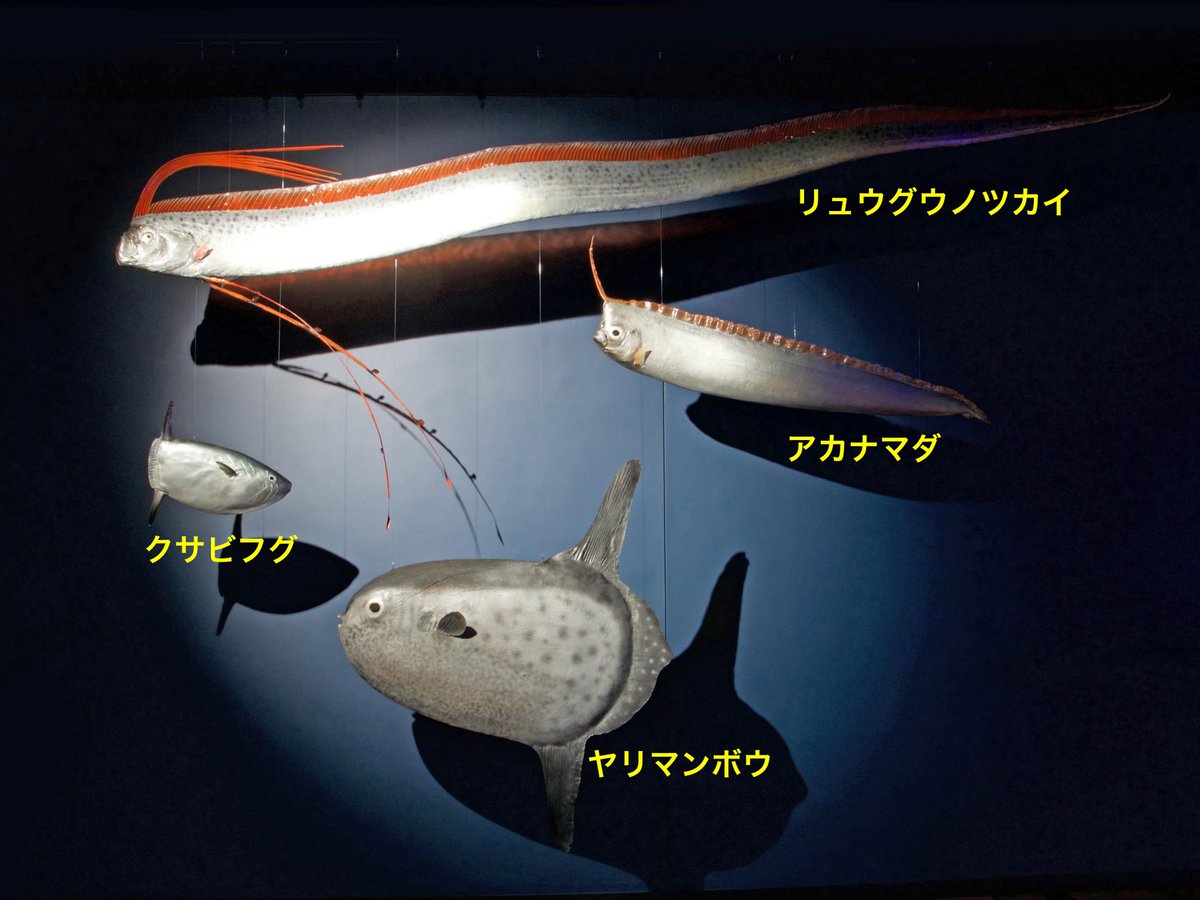 当館に入館してほどなくのところに、沖合性希少魚剥製コーナーが