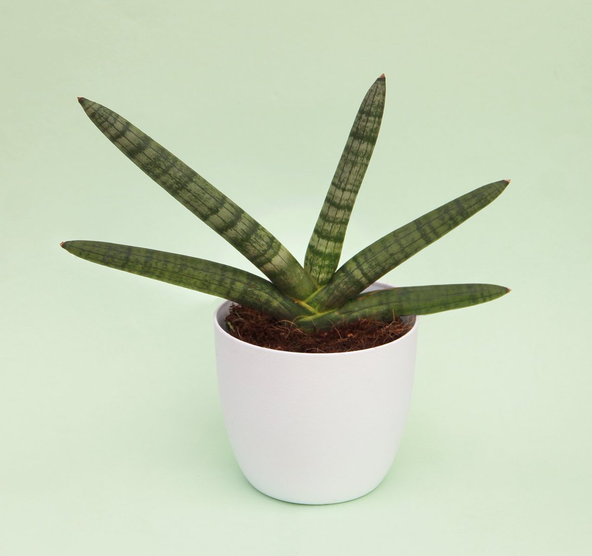 ¡¡¡Choca esos cinco!!! 🙌

Porque los lunes lluviosos  de verano no nos van a quitar la sonrisa 😉
Y porque esta noche hemos dormido con menos calor...

#SansivieraCilindrica #Aporellunes💪 #tormentasdeverano