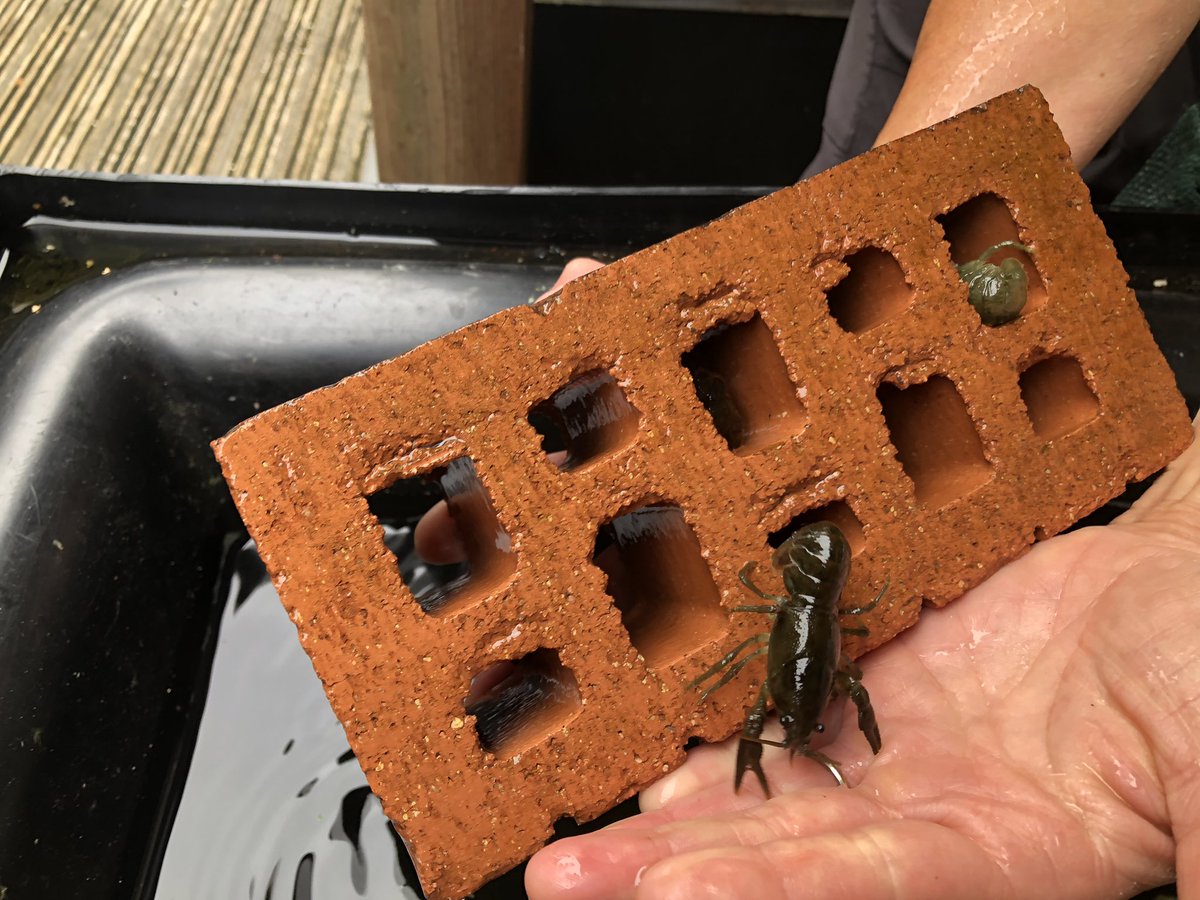 movedecologist's tweet photo. Next step: Bristol. At the @BristolZooGdns I met Jen Nightingale to talk all things White-clawed Crayfish and Tim Bray to discuss conservation of the critically endangered Lemur Leaf Frog. Also met Stephanie Peay to talk more crayfish. @ChurchillTrust https://t.co/4QPtbkLNPp