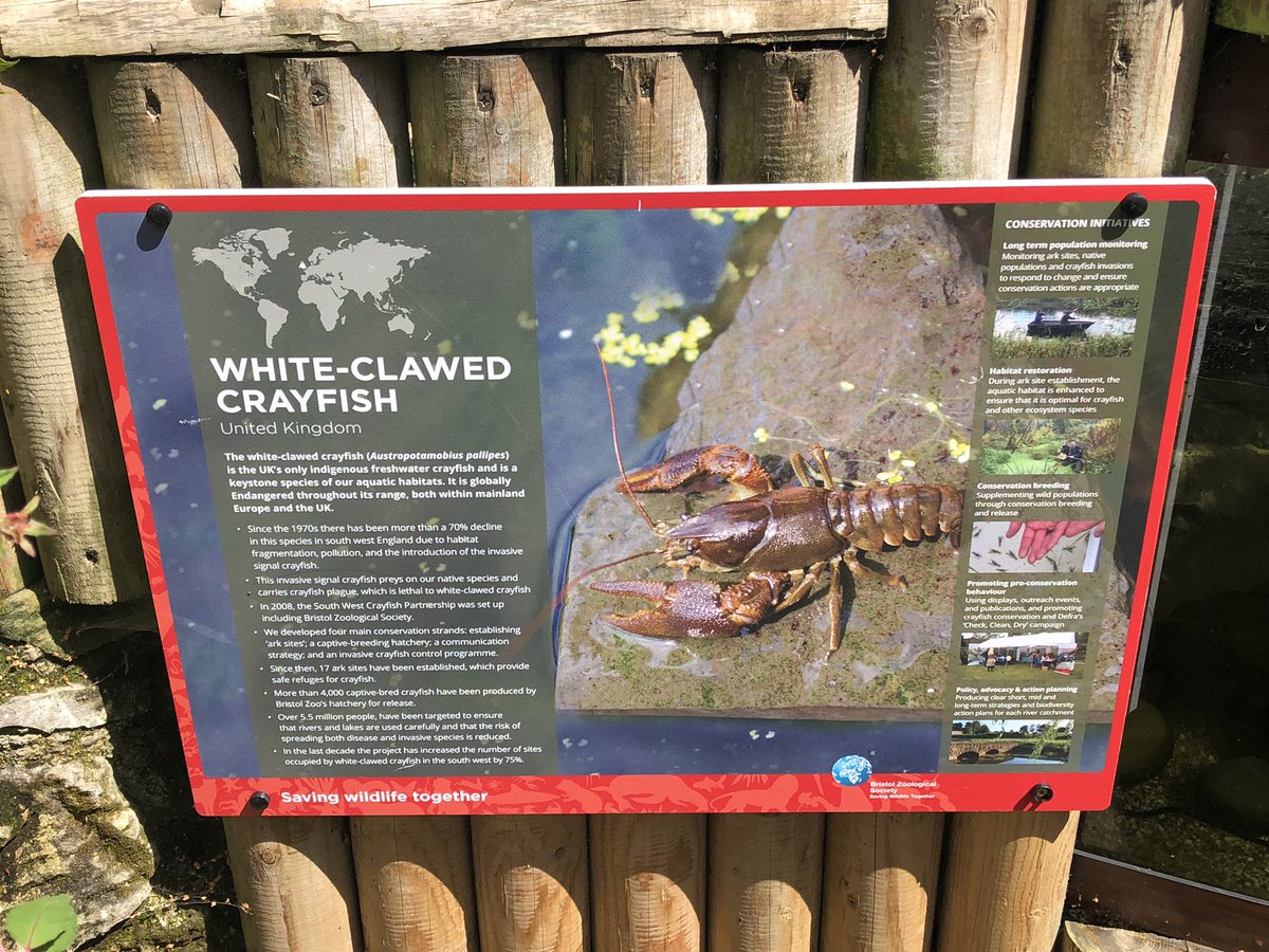 movedecologist's tweet photo. Next step: Bristol. At the @BristolZooGdns I met Jen Nightingale to talk all things White-clawed Crayfish and Tim Bray to discuss conservation of the critically endangered Lemur Leaf Frog. Also met Stephanie Peay to talk more crayfish. @ChurchillTrust https://t.co/4QPtbkLNPp