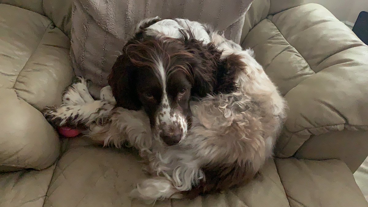 OurCofELike's tweet image. #RubyDog doesn’t mind my tweeting this week, as long as she doesn’t have to get off her favourite chair, and I don’t try to pinch her new *pink* tennis ball.