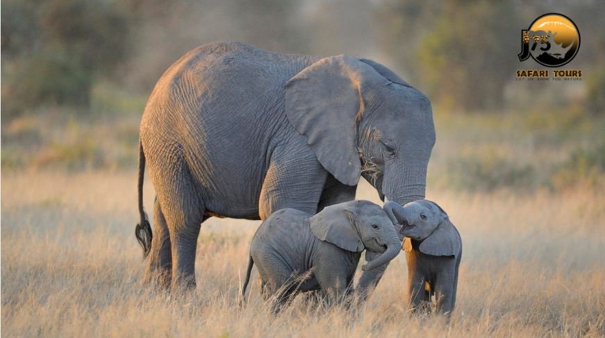 Let us not take away the pleasure from our kids to see, to play and to love elephants
On the occasion of World Elephant Day, let us promise to show humanity towards this cute and adorable creature of nature.
j75safaritours.com
#WorldElephantDay #TanzaniaSafari
