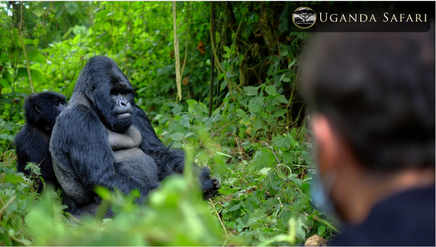 abacusvacation's tweet photo. Book a combined tour to #Uganda - #Rwanda and explore the best of both the countries in 7 days. Come face to face with elusive #MountainGorillas, the encounter with the delightful #Chimpanzees, and also 
https://t.co/XLD8OymzJx   #RwandaDestination  #UgandaDestination https://t.co/Hut5Sm52K1