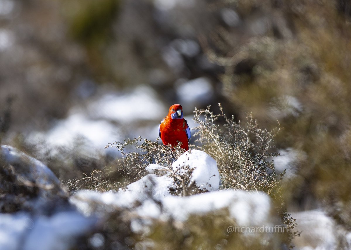 RichardTuffin's tweet photo. Managed to capture a pic of a Crimson Rosella out in the snow at @corinforest on a recent trip to this beautiful part of the ACT.
#VisitCanberra #localscan #cbr https://t.co/umz1utygn0