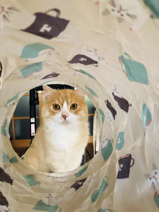 祖母の家のねこちゃん。かわいい。