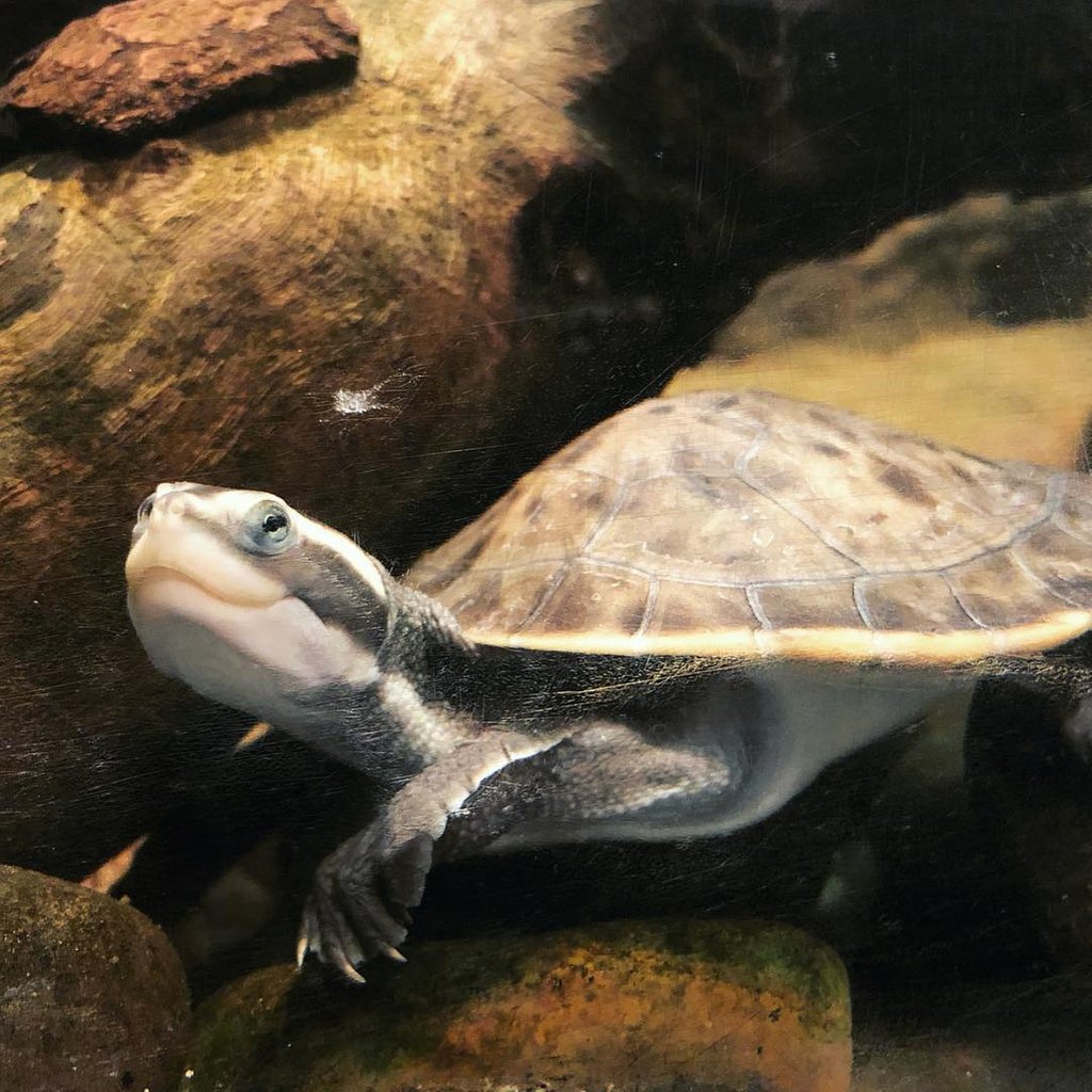 Find someone who smiles at you the way this turtle smiles at you 🙂 Photo by <a href="/sarahchaseling/">Sarah Chaseling</a> (via IG)

#crocosauruscove #croccove #croccovedarwin #cageofdeath #cagediving #ntaustralia #seeaustralia #darwin #darwinnt #australia #tourismtopend #mytopend #visitdarwinnt #dothent
