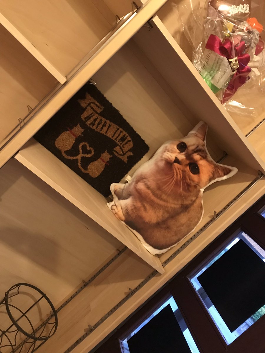 ねこカフェ 猫鳴館 入り口に はつねクッションか仲間入り 当のはつねさんは 左眼の炎症もだいぶ落ち着いたので 定休日明けには復帰できそうです 新潟 新潟市 江南区 亀田 猫カフェ 猫鳴館 ねこカフェ 猫鳴館 入り口に はつねクッションか仲間入り 当のはつねさんは 左眼の炎症もだいぶ落ち着いたので 定休日明けには復帰できそうです 新潟 新潟市 江南区 亀田 猫カフェ 猫鳴館