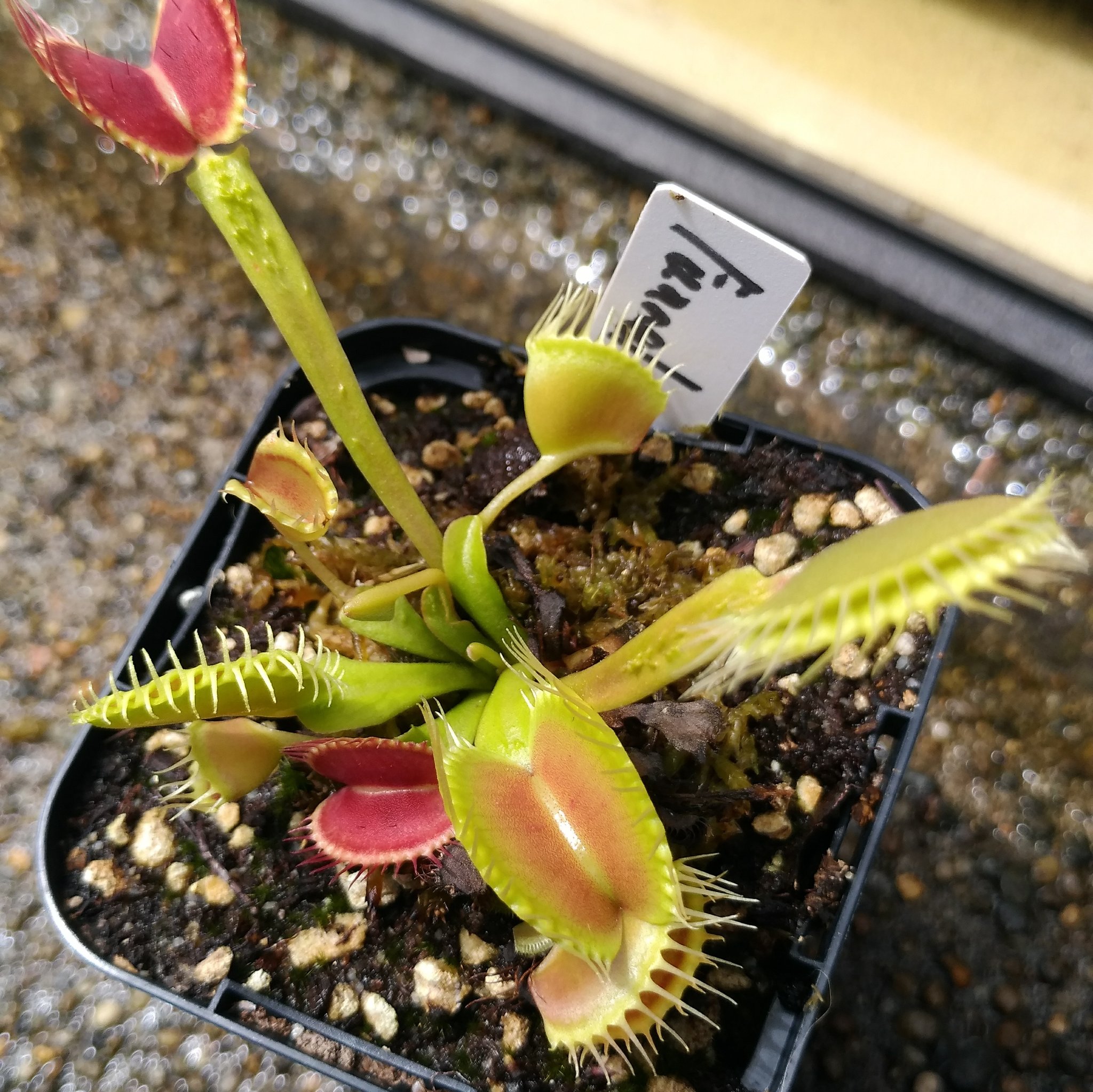 تويتر ねｃろ１３ 無職 على تويتر Dionaea ハエトリソウ 食虫植物はいいぞ T Co Uhxk9sgzkv