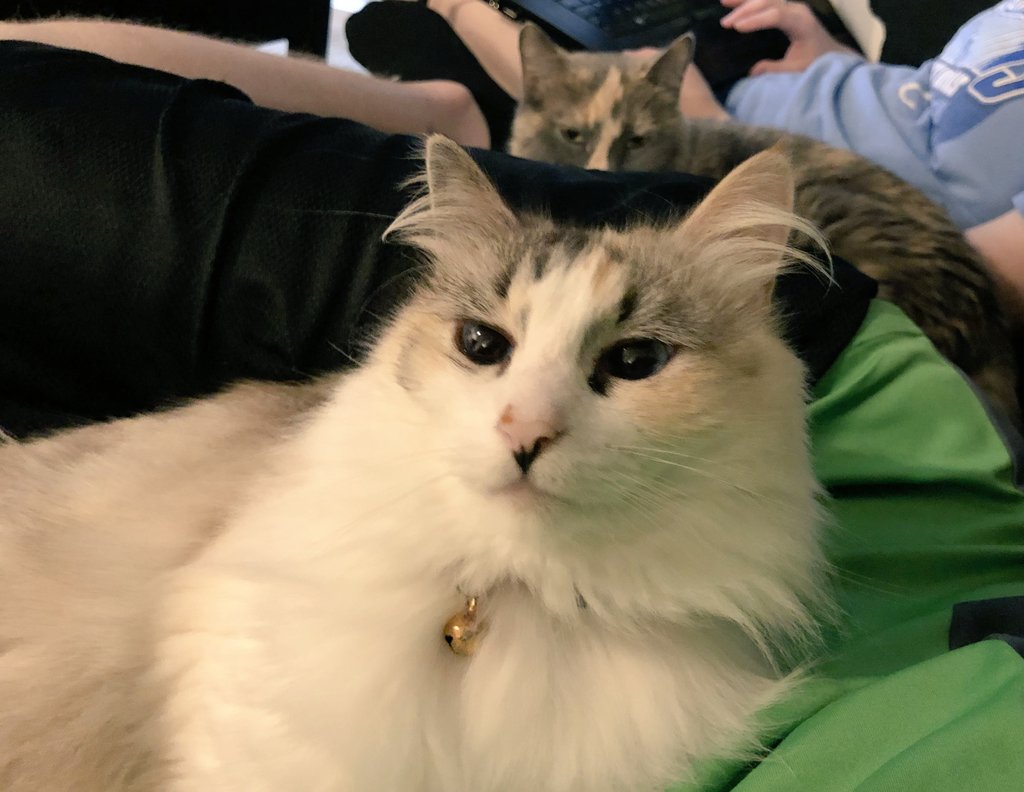 weimeows's tweet photo. That's my spot #CatsOfTwitter #selfish #envy #meow https://t.co/fDQqSeTPRp