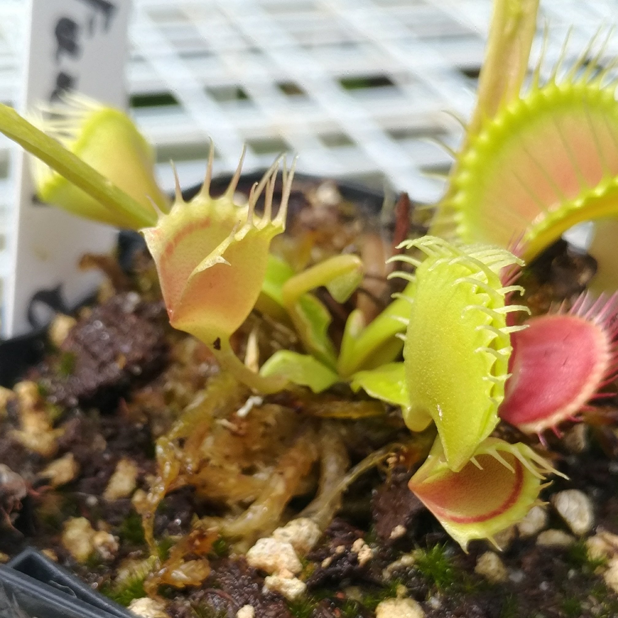 تويتر ねｃろ１３ 無職 على تويتر Dionaea ハエトリソウ 食虫植物はいいぞ T Co Uhxk9sgzkv