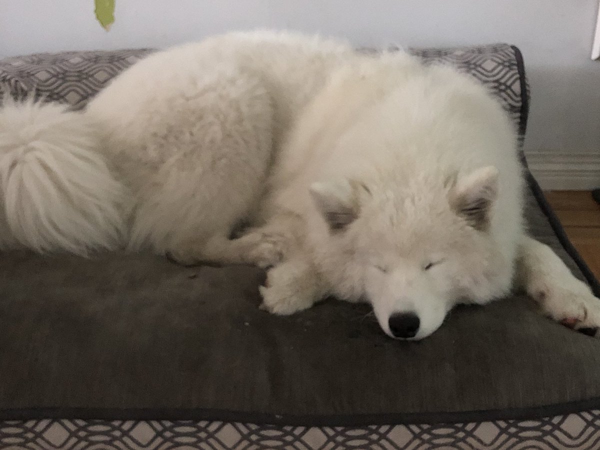 And this is what happens after...thanks Amy for posting this!! #amazingday with #amazingpeople and #samaoyeds of course!!