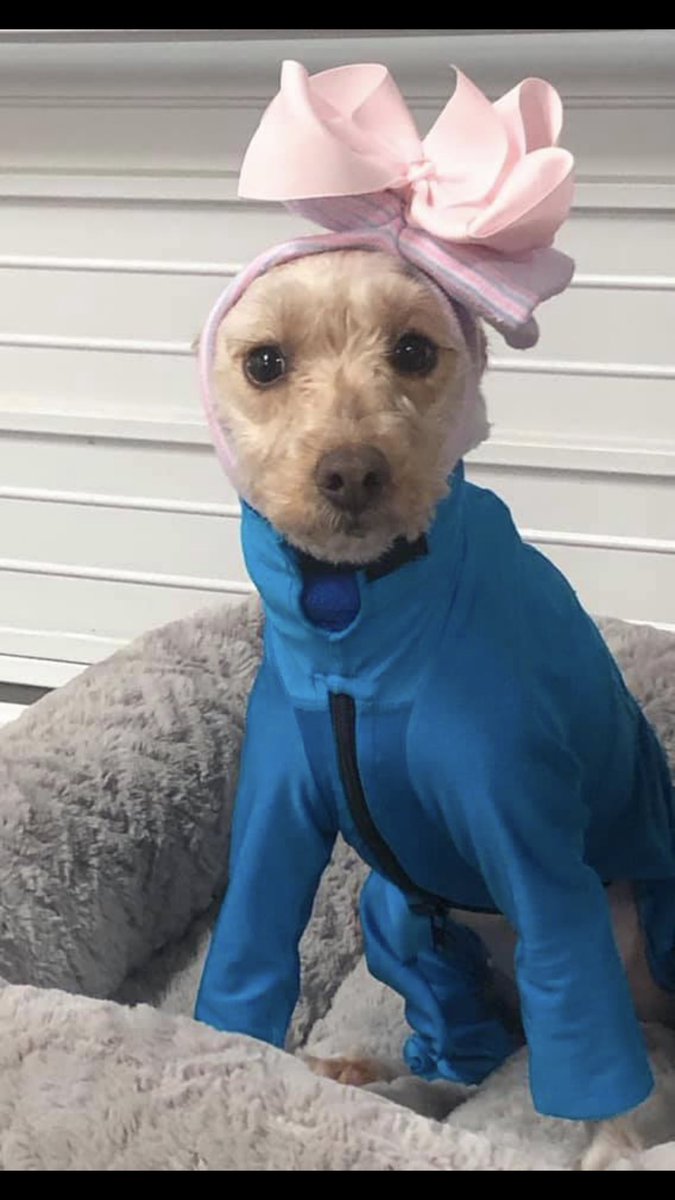 KimberlyAnne527's tweet photo. Had so much fun raising money for sweet Ember today! We absolutely love Belle’s Buds! It was such an honor to meet the firemen who saved this sweet baby and to celebrate her life with all of the people who care for her! #BellesBudsRescue #ThisIsHouston #MakeKindnessGoViral https://t.co/p8CcoLURnw