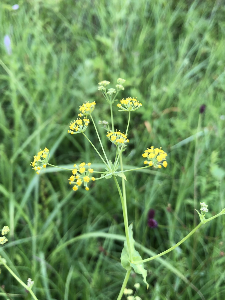 こチェ ホタルサイコ Bupleurum Longiradiatum Var Elatius 咲き始めてます セリ科 の 花たちは白くて小さいものが多いですが ミシマサイコと並んで珍しく黄色い花を咲かせます 名前が心理系要素感じさせるようでその筋の人に妙に覚えて貰い易いのも