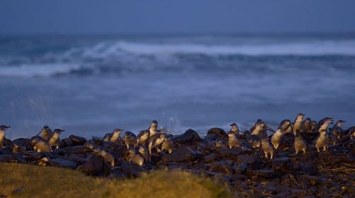Wildlife_Tours's tweet photo. Many many (people not penguins) have taken advantage of our online SALE which is now on...  visit our website https://t.co/SwKjjIWZmj

@Wildlife_Tours @wildlifetours #melbourne #visitmelbourne #visitgreatoceanroad #visitvictoria #daytourfrommelbourne #visit12apostles https://t.co/Hr7Cn7i6nD