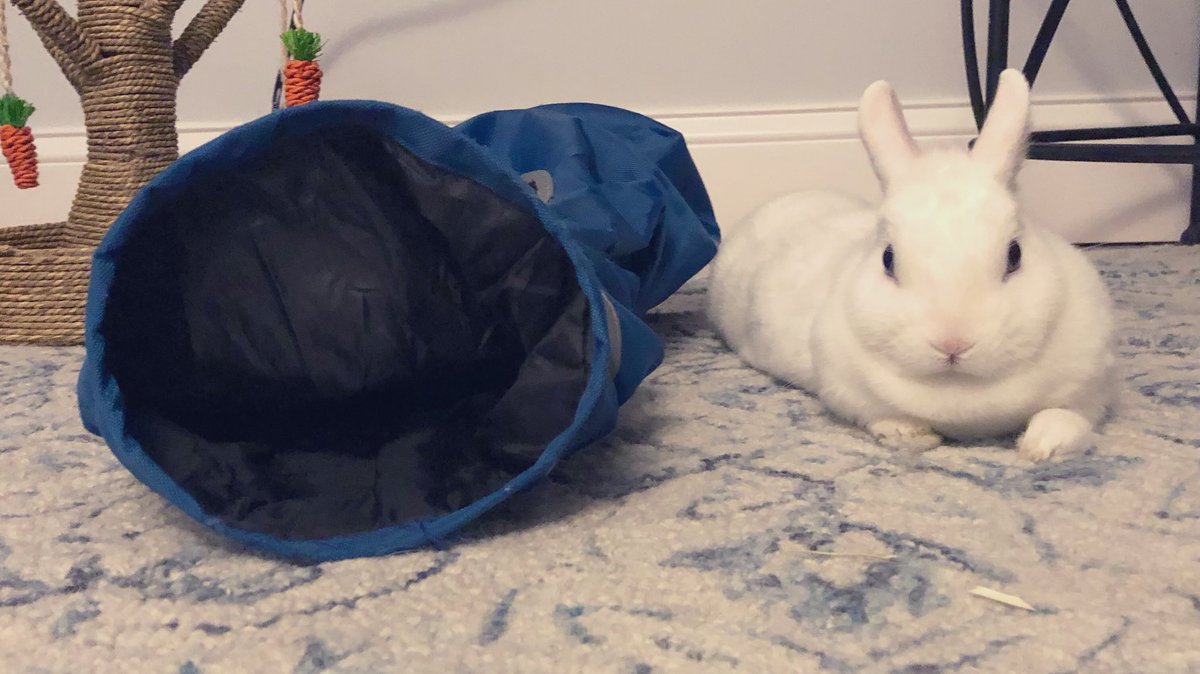MagicZeBunny's tweet photo. Goodnight pals. I hid more vitamins + Mom Hoom still can’t find the last one. HA! Dad Hoom gave mes a blueberry #WrappedAroundHisFinger #Cutes 💙 https://t.co/rIft4MIEaK