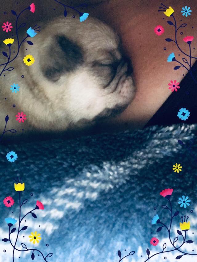 JenniferSeguin4's tweet photo. Miss Nova~Sky https://t.co/EfQfz5Z3fI