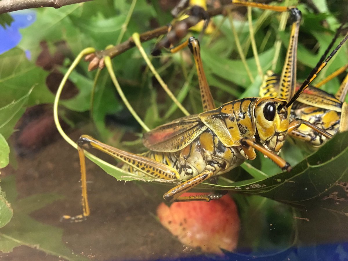 JillAnnLim's tweet photo. Ate some bugs and hugged a lot of friends 🦗🍝 ❤️ #bugsandhugs #bugfest2019 @AcadNatSci https://t.co/XBtM9hErIX