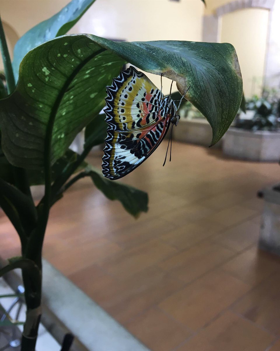 JillAnnLim's tweet photo. Ate some bugs and hugged a lot of friends 🦗🍝 ❤️ #bugsandhugs #bugfest2019 @AcadNatSci https://t.co/XBtM9hErIX