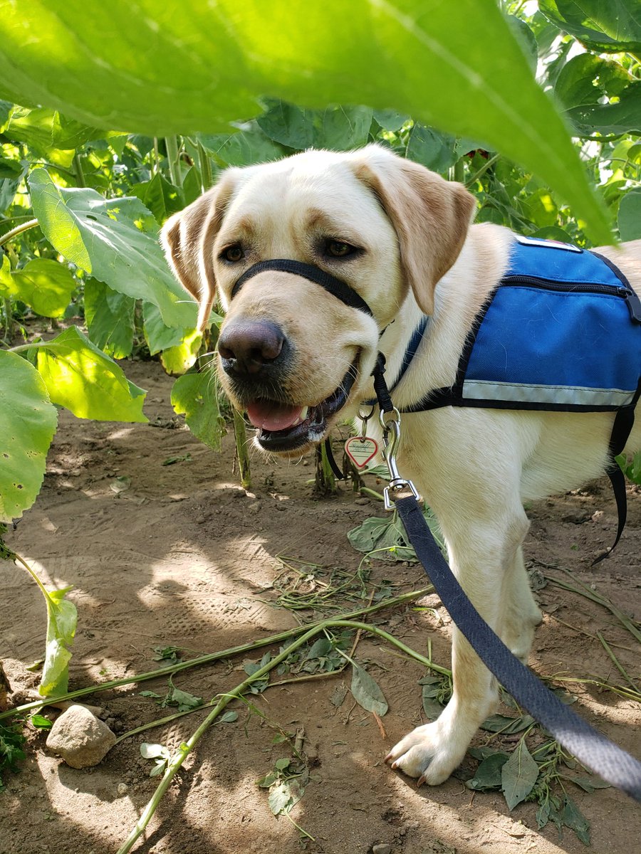 CaponeCinda's tweet photo. Kendall @NEADSdogs loves
@TheRedAppleFarm and says thanks for a great time at the Sunflower Festival. https://t.co/juXKcuD5tB