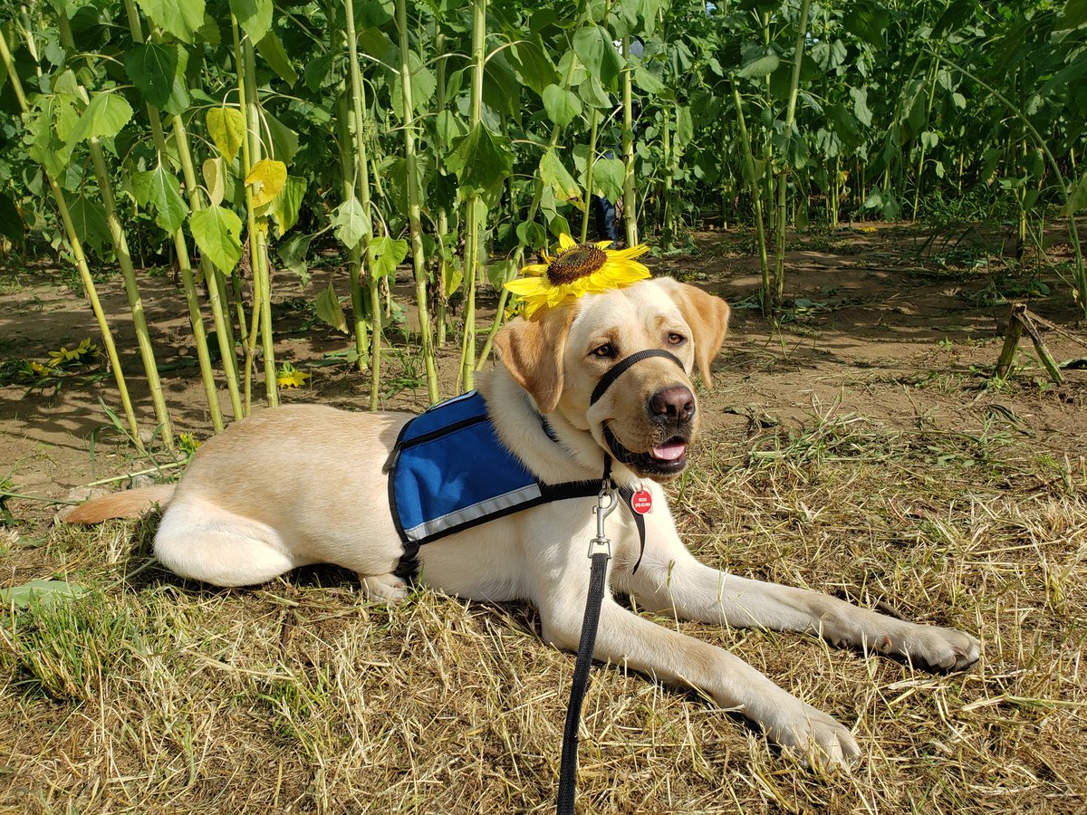 CaponeCinda's tweet photo. Kendall @NEADSdogs loves
@TheRedAppleFarm and says thanks for a great time at the Sunflower Festival. https://t.co/juXKcuD5tB