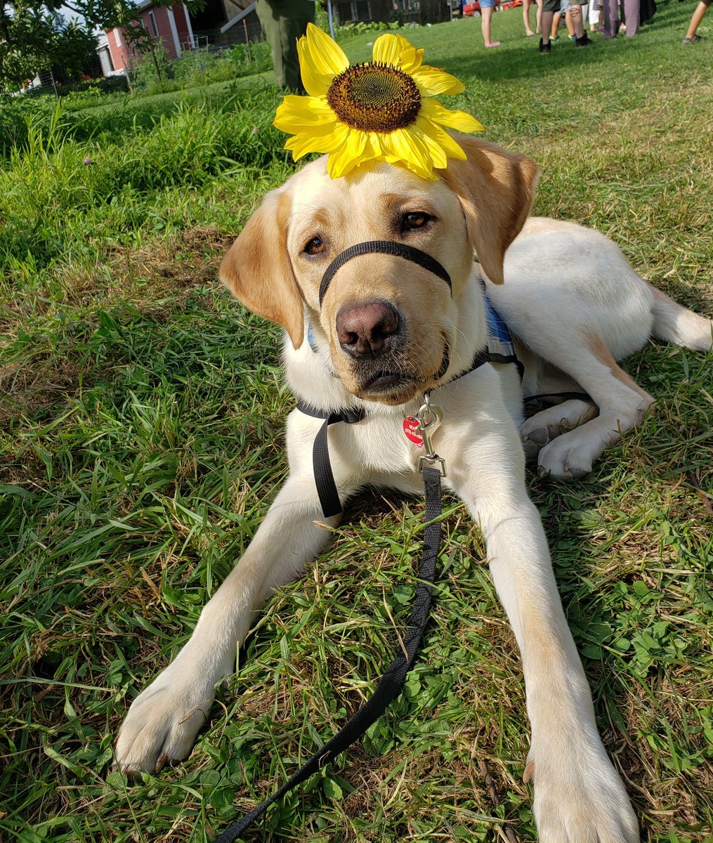 CaponeCinda's tweet photo. Kendall @NEADSdogs loves
@TheRedAppleFarm and says thanks for a great time at the Sunflower Festival. https://t.co/juXKcuD5tB