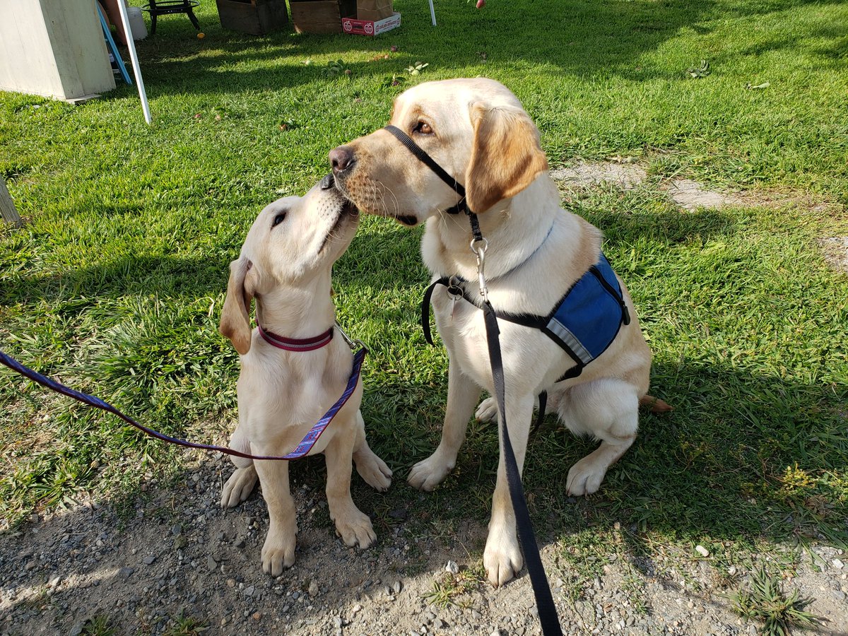 CaponeCinda's tweet photo. Kendall @NEADSdogs loves
@TheRedAppleFarm and says thanks for a great time at the Sunflower Festival. https://t.co/juXKcuD5tB