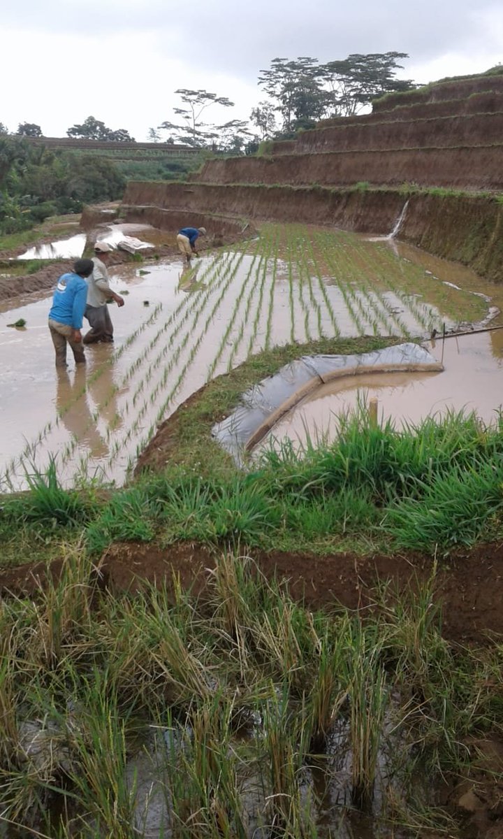 rustam_rider's tweet photo. Semua bentuk kegiatan akan butuh sebuah proses yang panjang, memerlukan adanya tekad dan niat yang kuat serta kerjasama yang selalu terbina setiap saat.
#PetaniPadi
#PembudidayaPerikananAirTawar
#SinjaiBarat
#KpatSinbar https://t.co/T5pFrIIG14